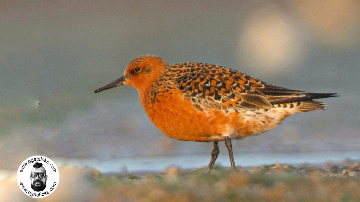 Red Knot - ML634233748
