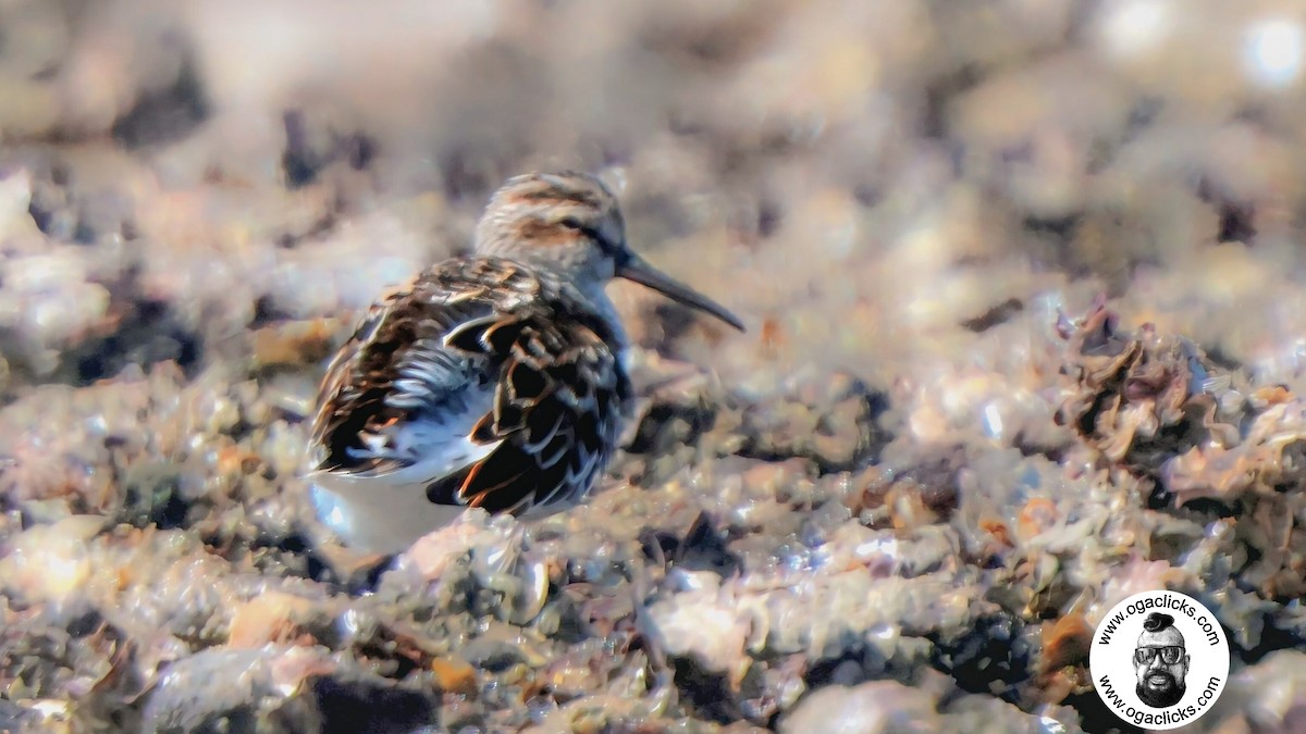 Broad-billed Sandpiper - ML634233790