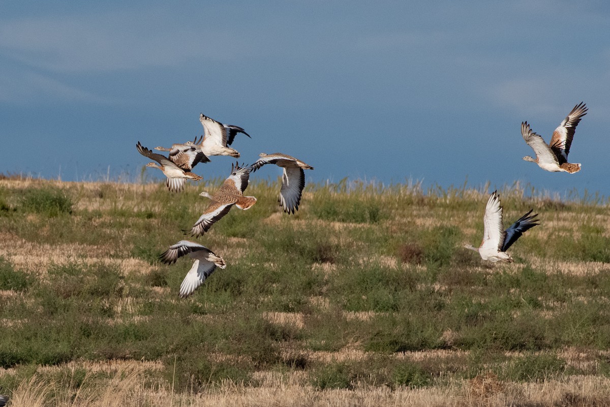 Great Bustard - ML634233800