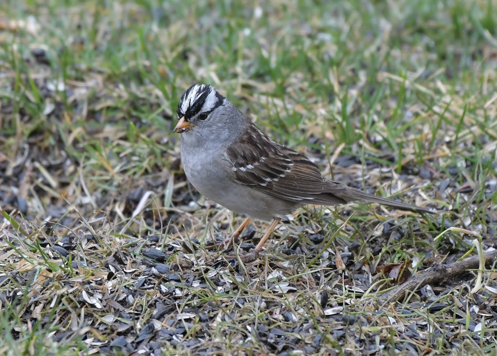 White-crowned Sparrow - ML634233833