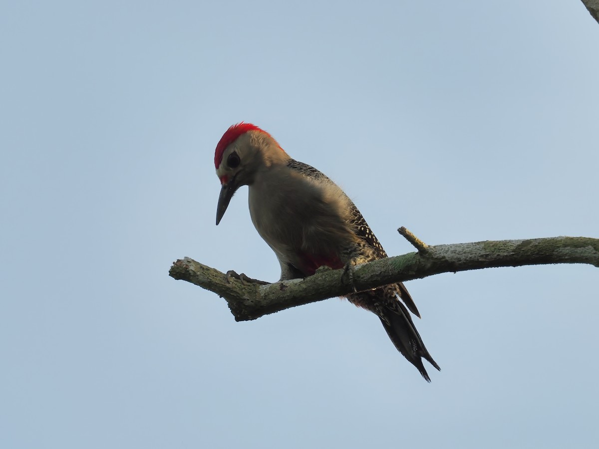 Golden-fronted Woodpecker (Velasquez's) - ML634233864