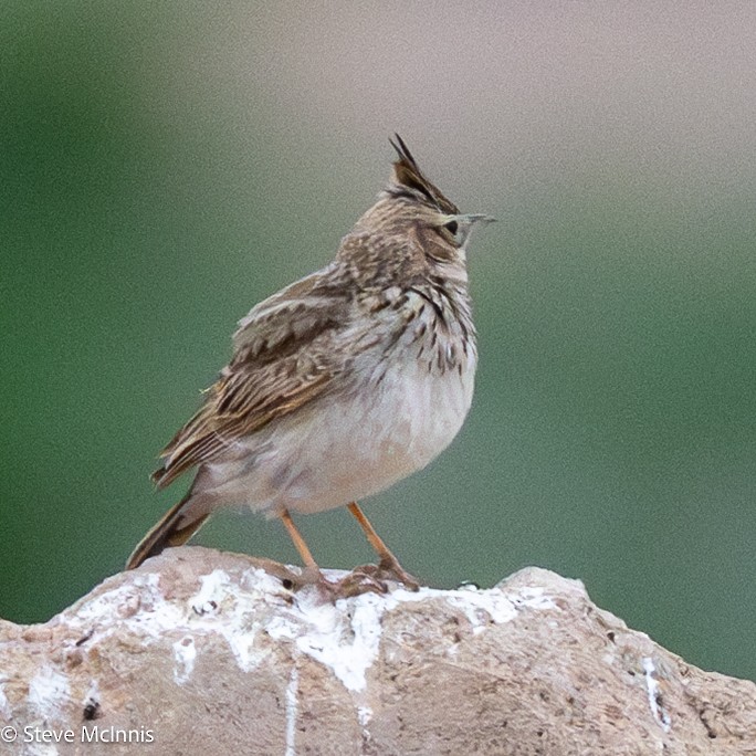 Crested Lark (Crested) - ML634233885