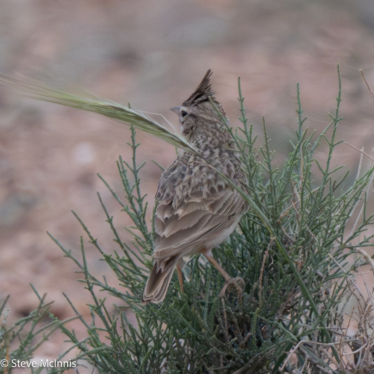 Crested Lark (Crested) - ML634233916