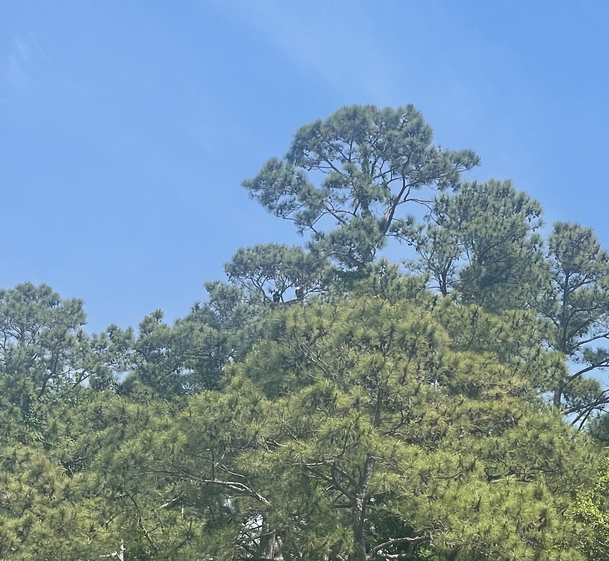 Bald Eagle - ML634234064