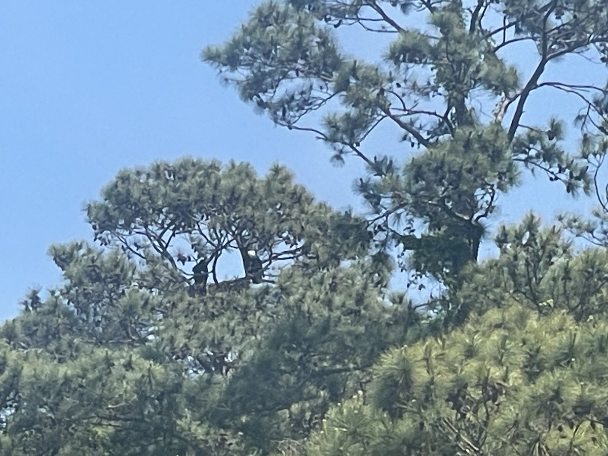 Bald Eagle - ML634234065