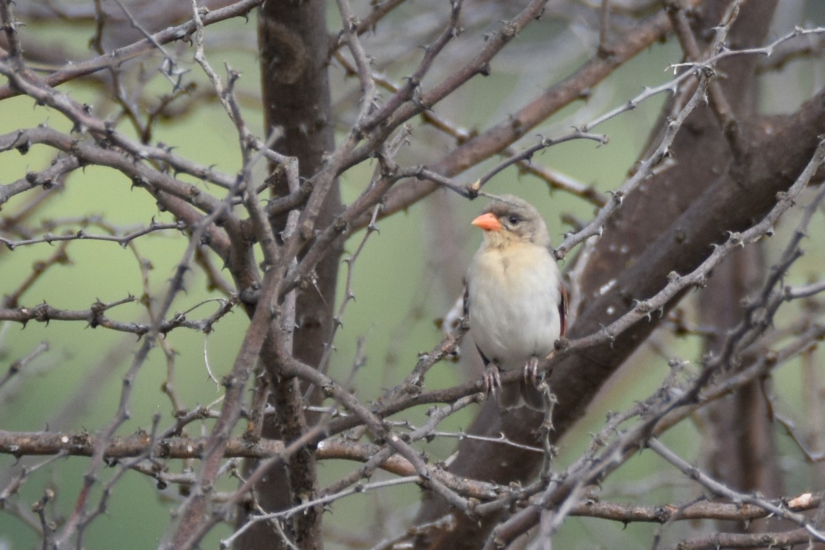 Red-headed Weaver - ML634234154