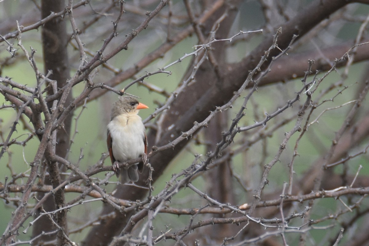Red-headed Weaver - ML634234155