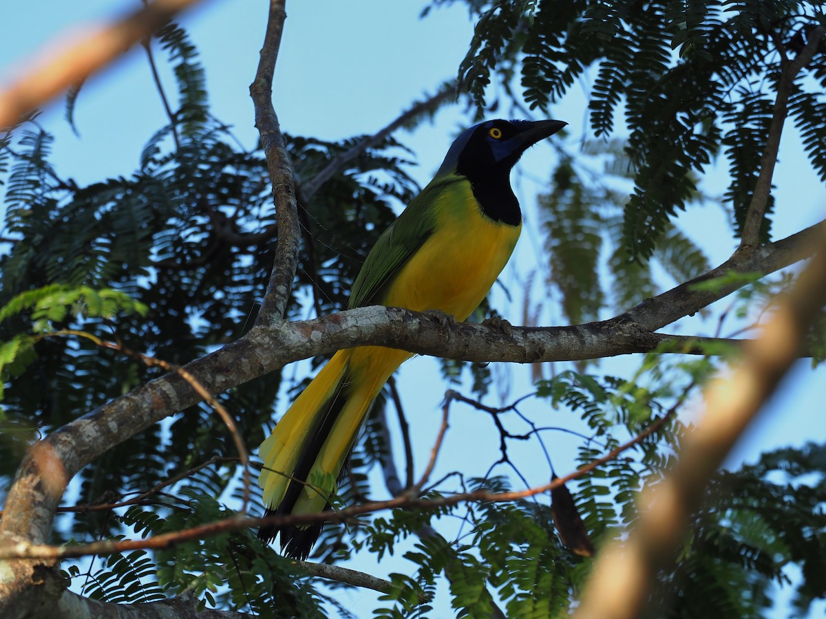 Green Jay (Green) - ML634234267