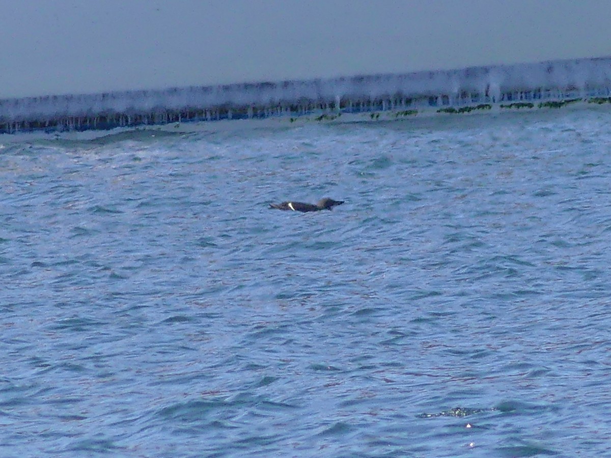 Guillemot de Brünnich - ML634234363