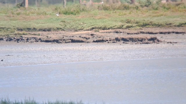 Little Tern - ML634234378