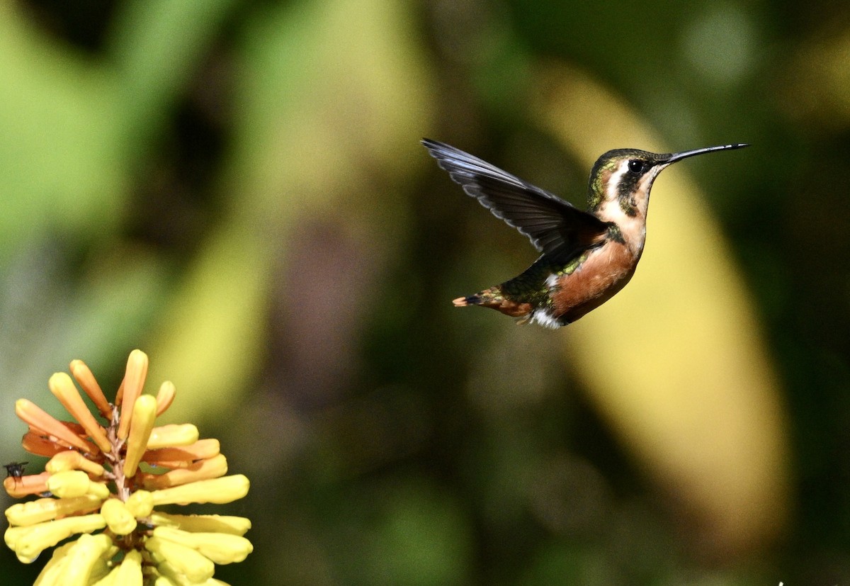 White-bellied Woodstar - ML634234415