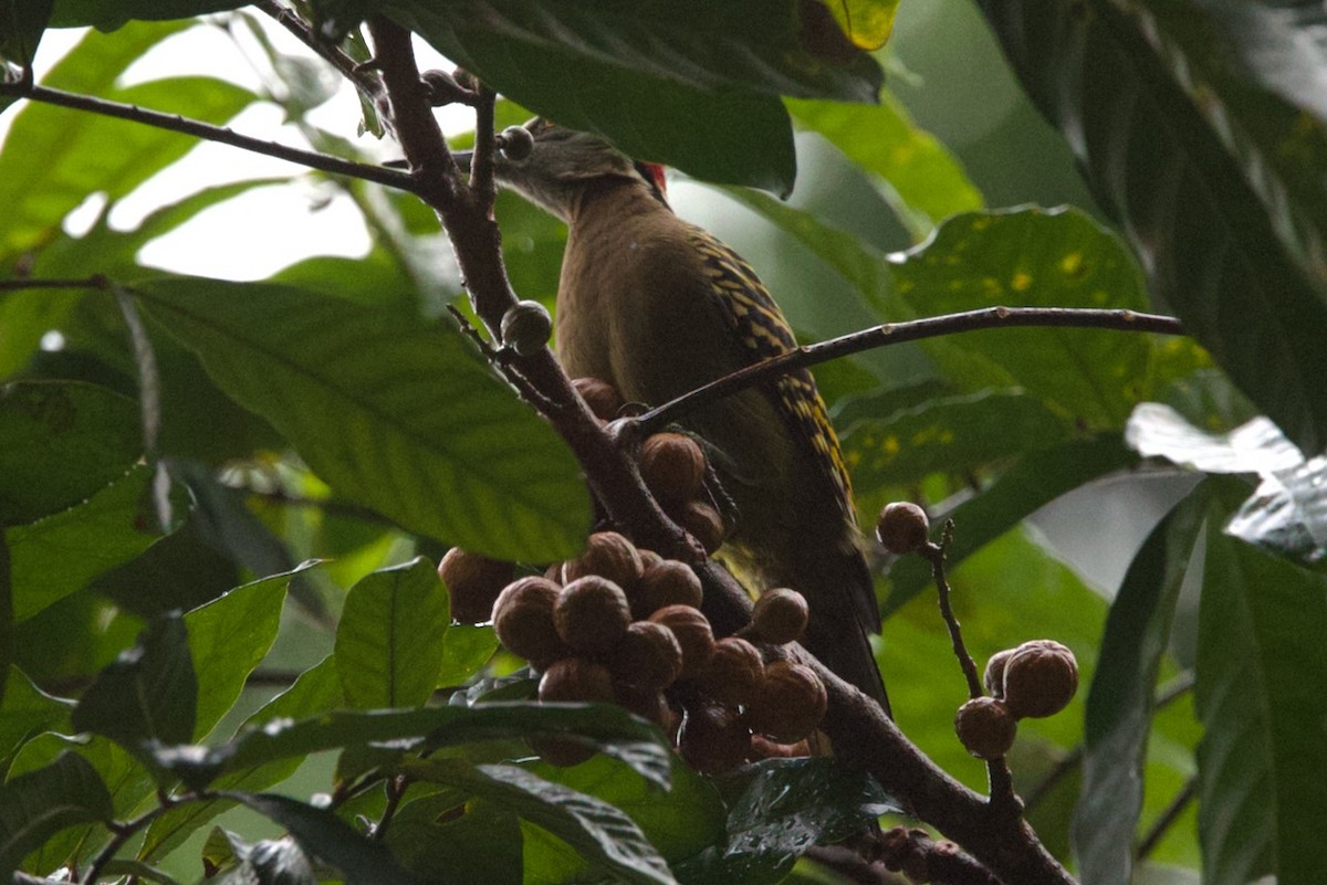 Hispaniolan Woodpecker - ML634234529