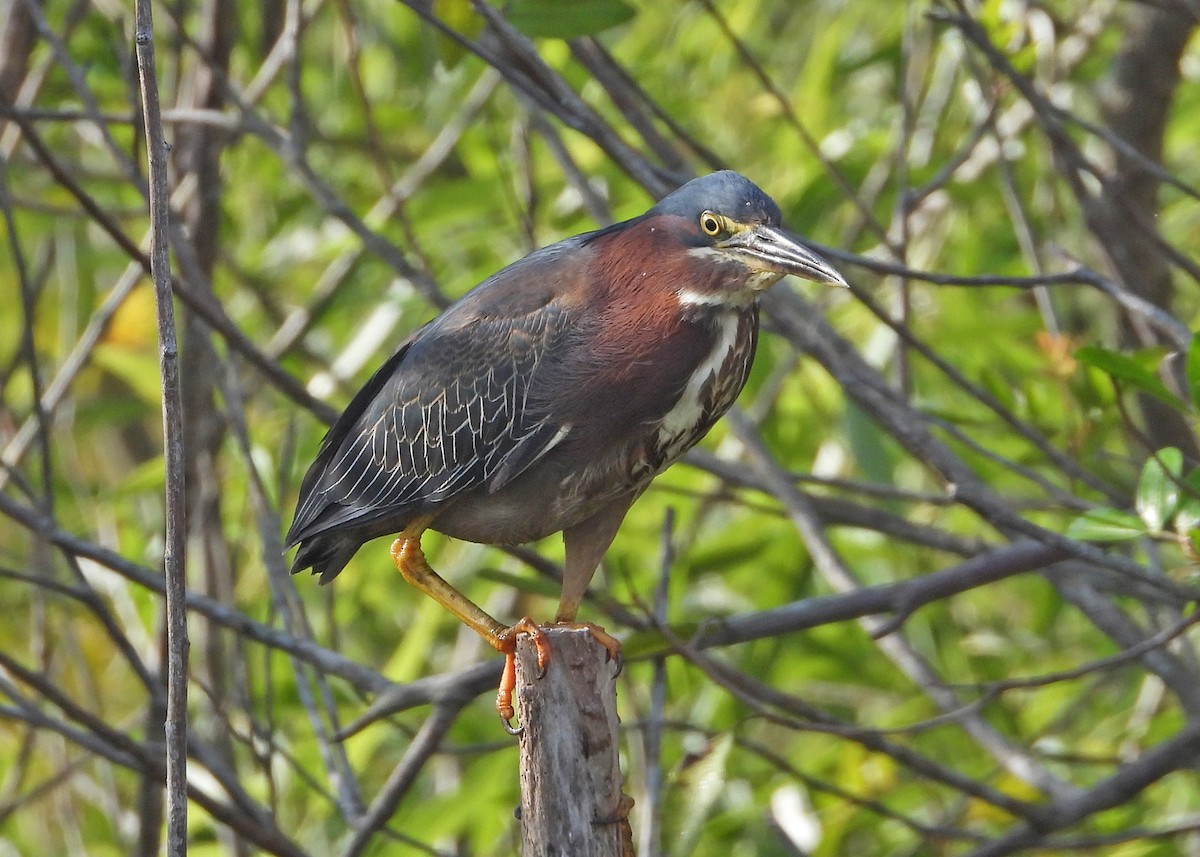 Green Heron - ML634234566