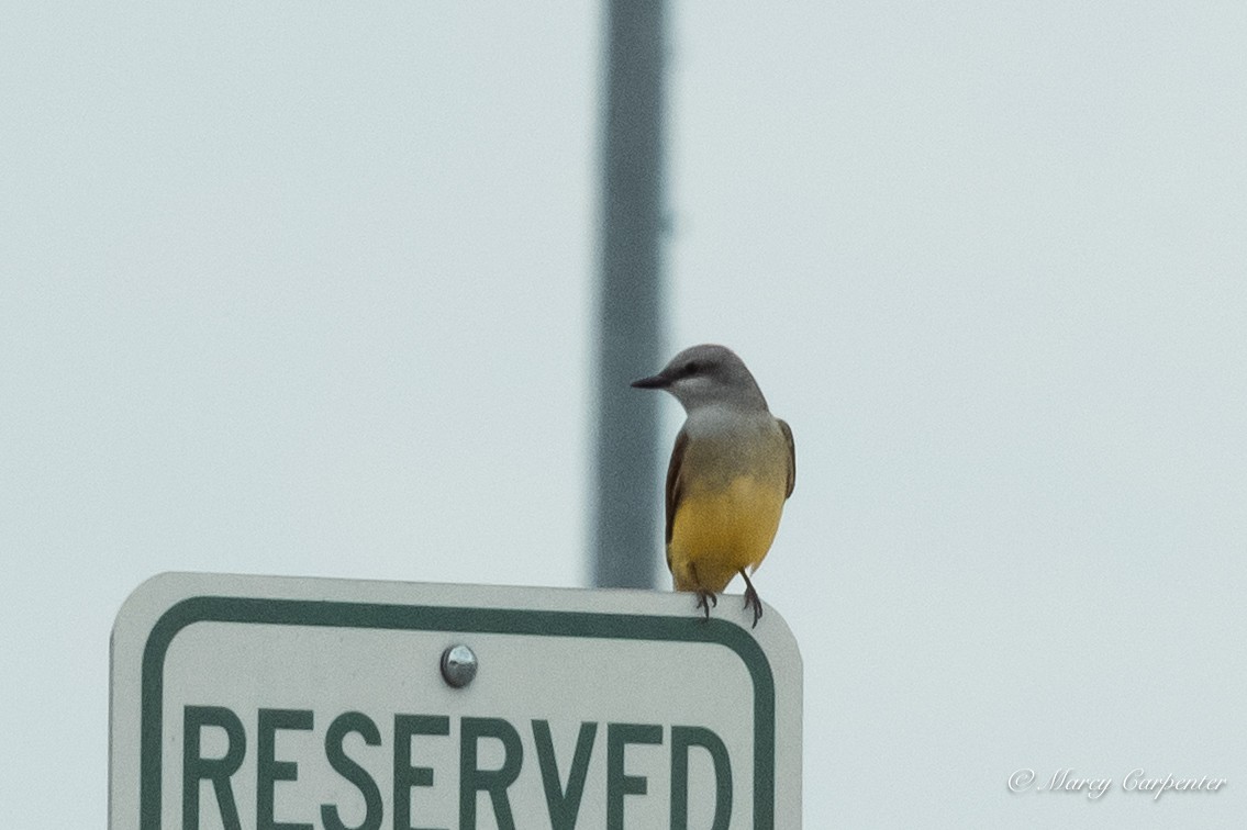 Western Kingbird - ML634234684