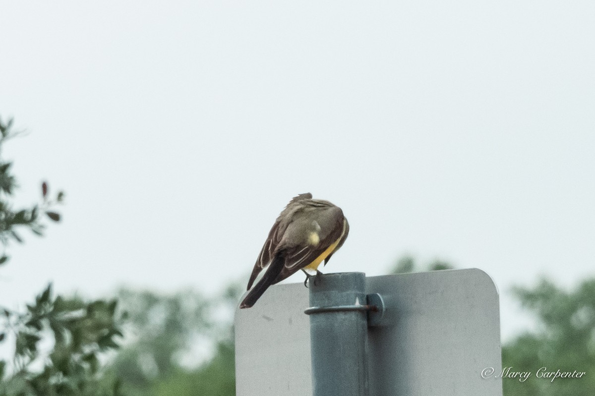 Western Kingbird - ML634234685