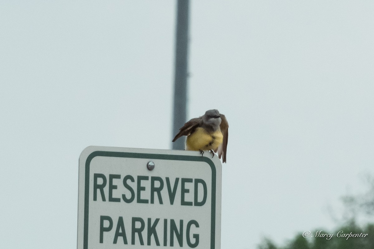 Western Kingbird - ML634234686