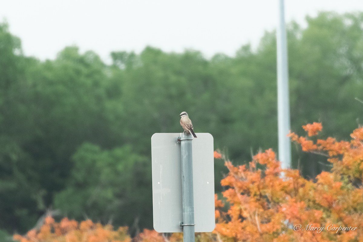 Western Kingbird - ML634234687