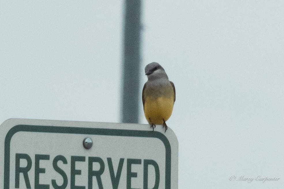 Western Kingbird - ML634234688