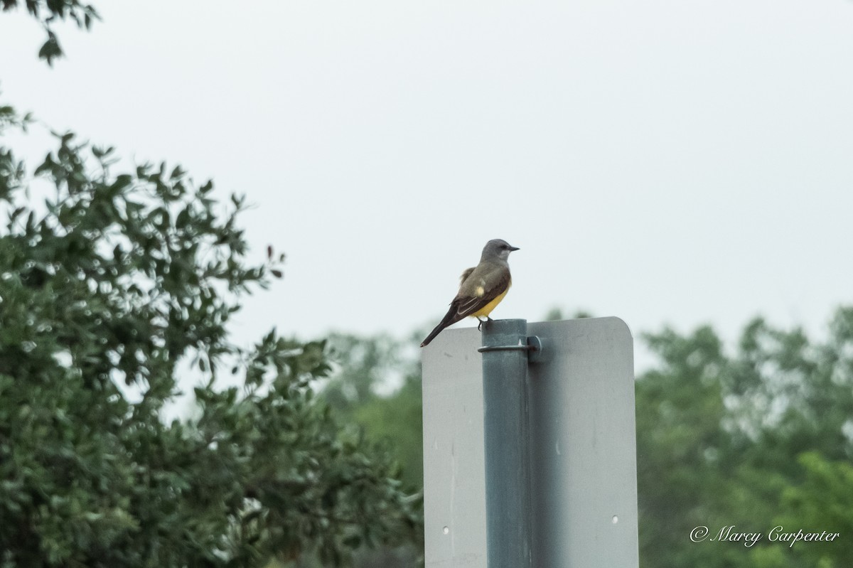 Western Kingbird - ML634234689