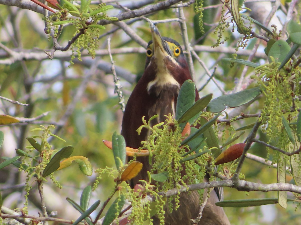 Green Heron - ML634234709