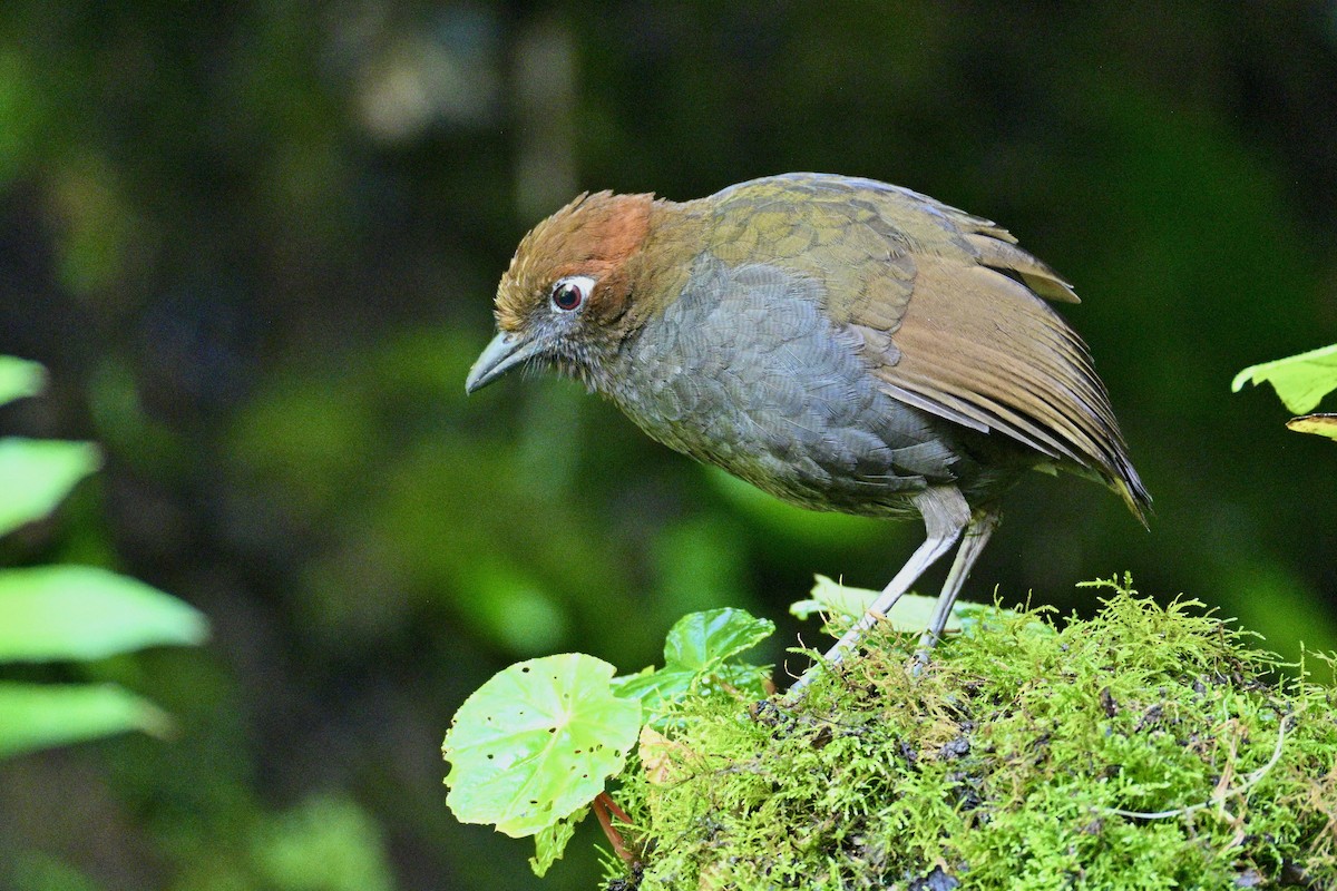 Chestnut-naped Antpitta - ML634234870
