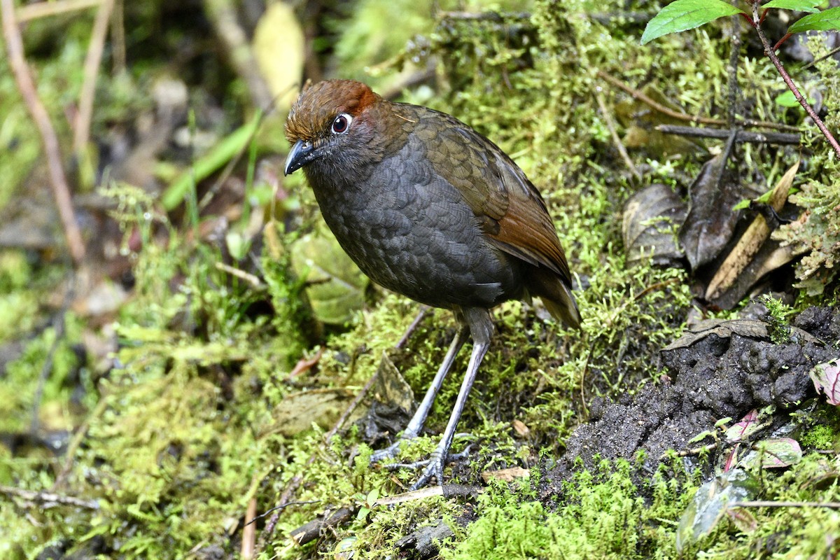Chestnut-naped Antpitta - ML634234871