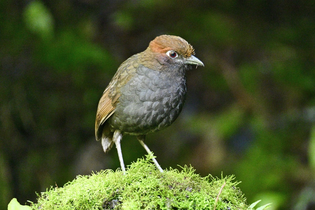 Chestnut-naped Antpitta - ML634234872