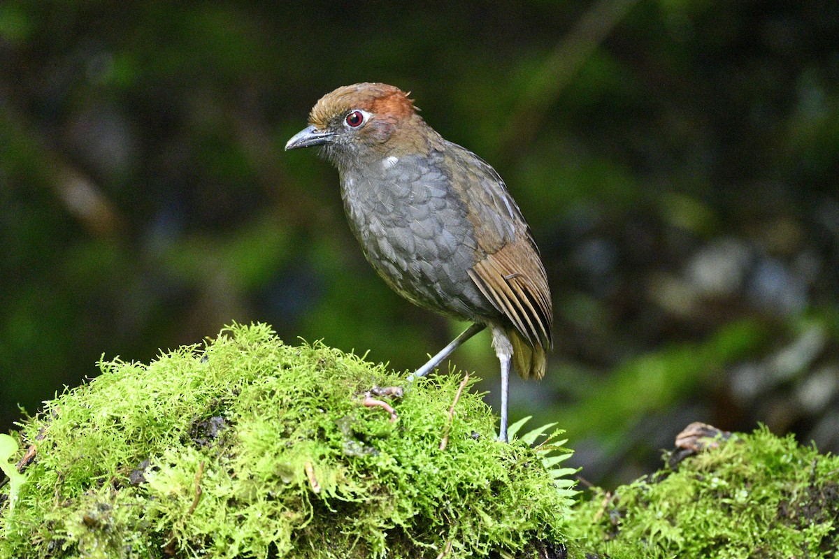 Chestnut-naped Antpitta - ML634234873