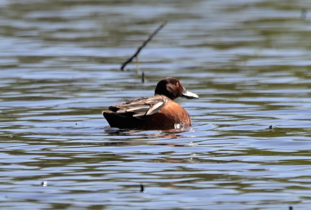 Cinnamon Teal - ML634234973