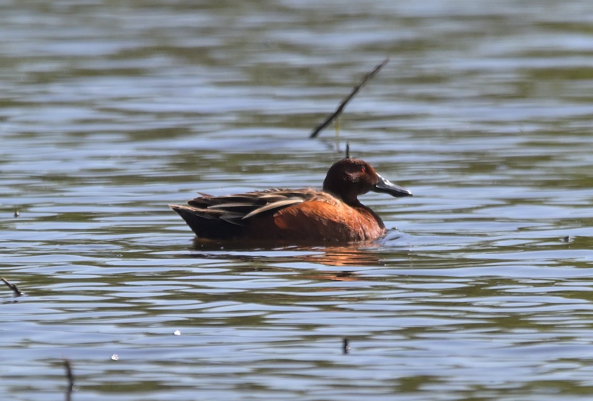 Cinnamon Teal - ML634234974