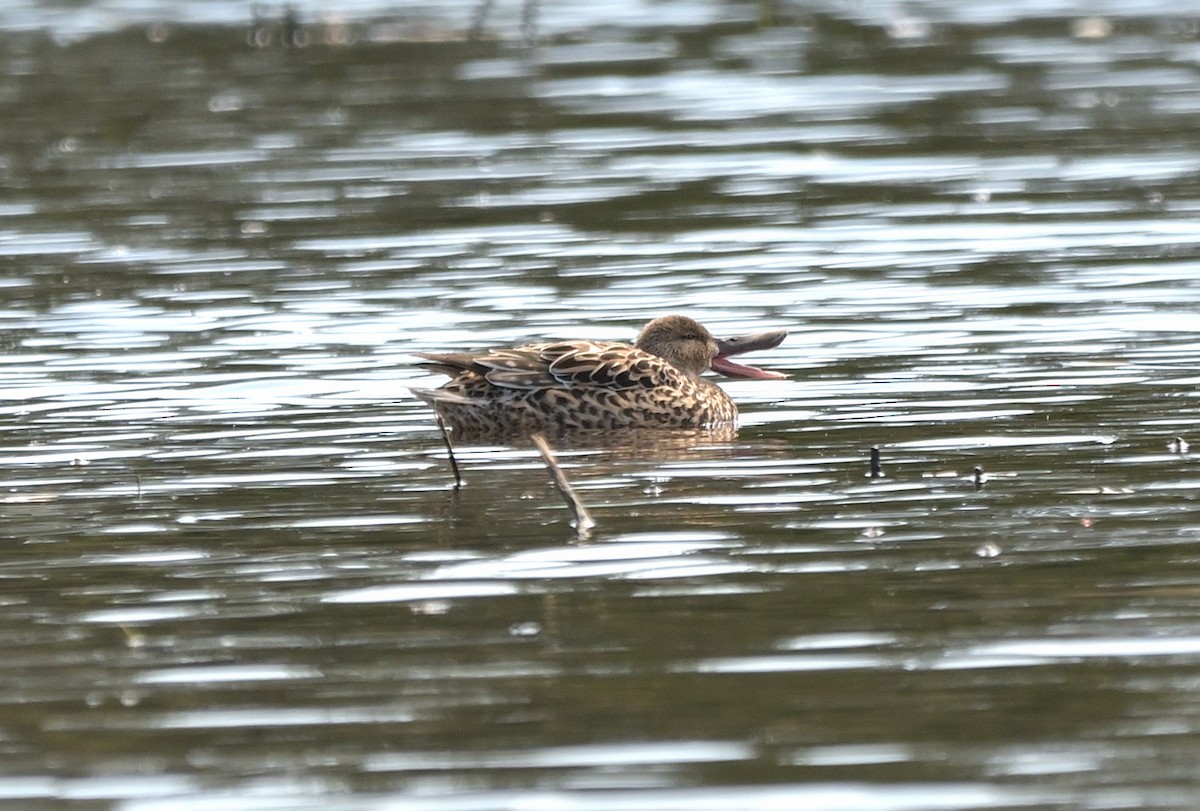 Cinnamon Teal - ML634234984