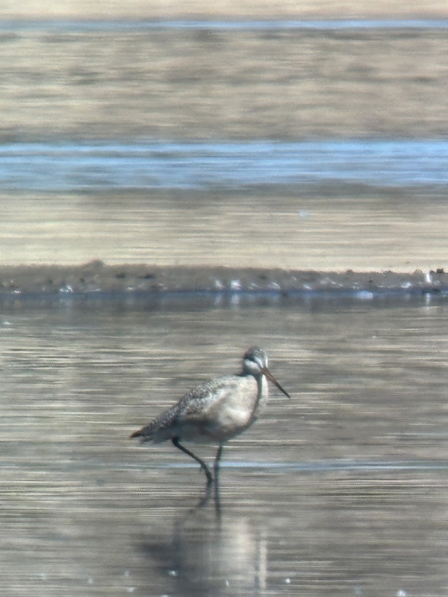 Marmorschnepfe - ML634234997