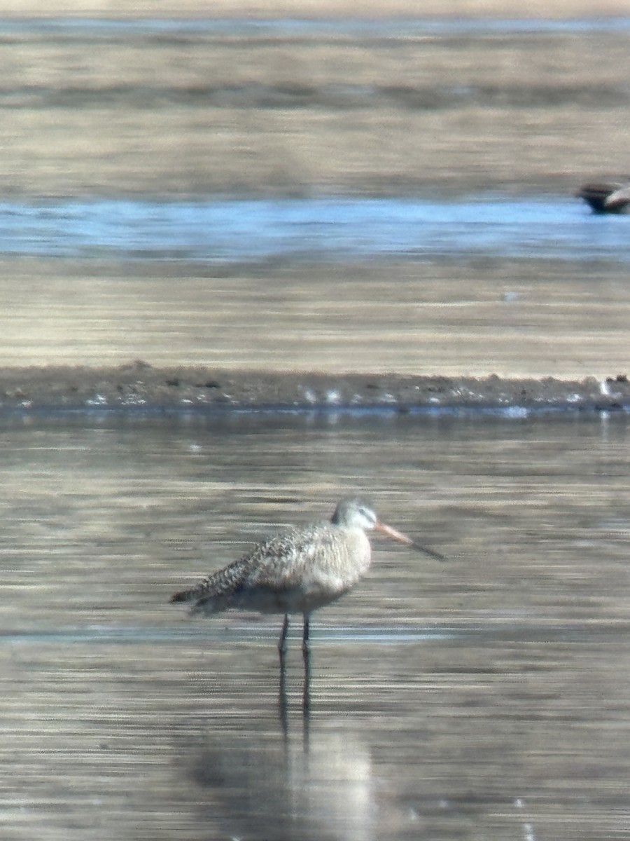 Marmorschnepfe - ML634234998