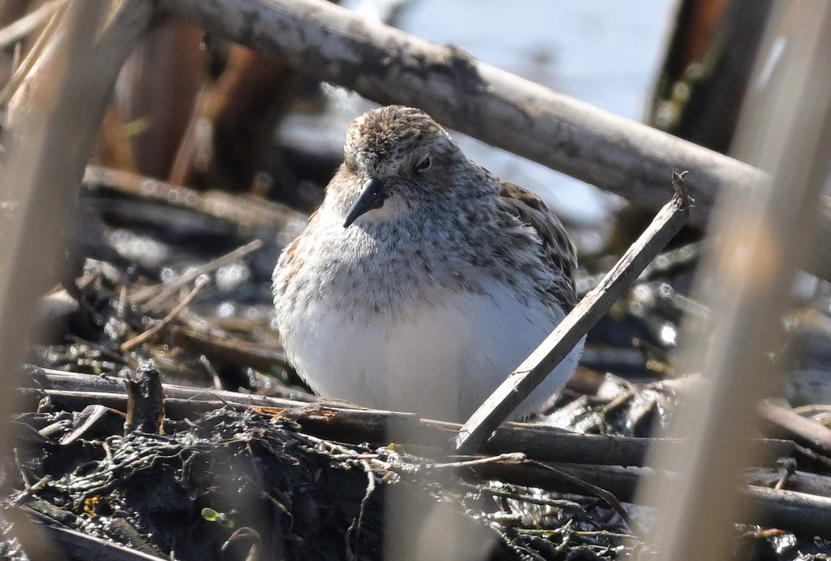 Least Sandpiper - ML634235003