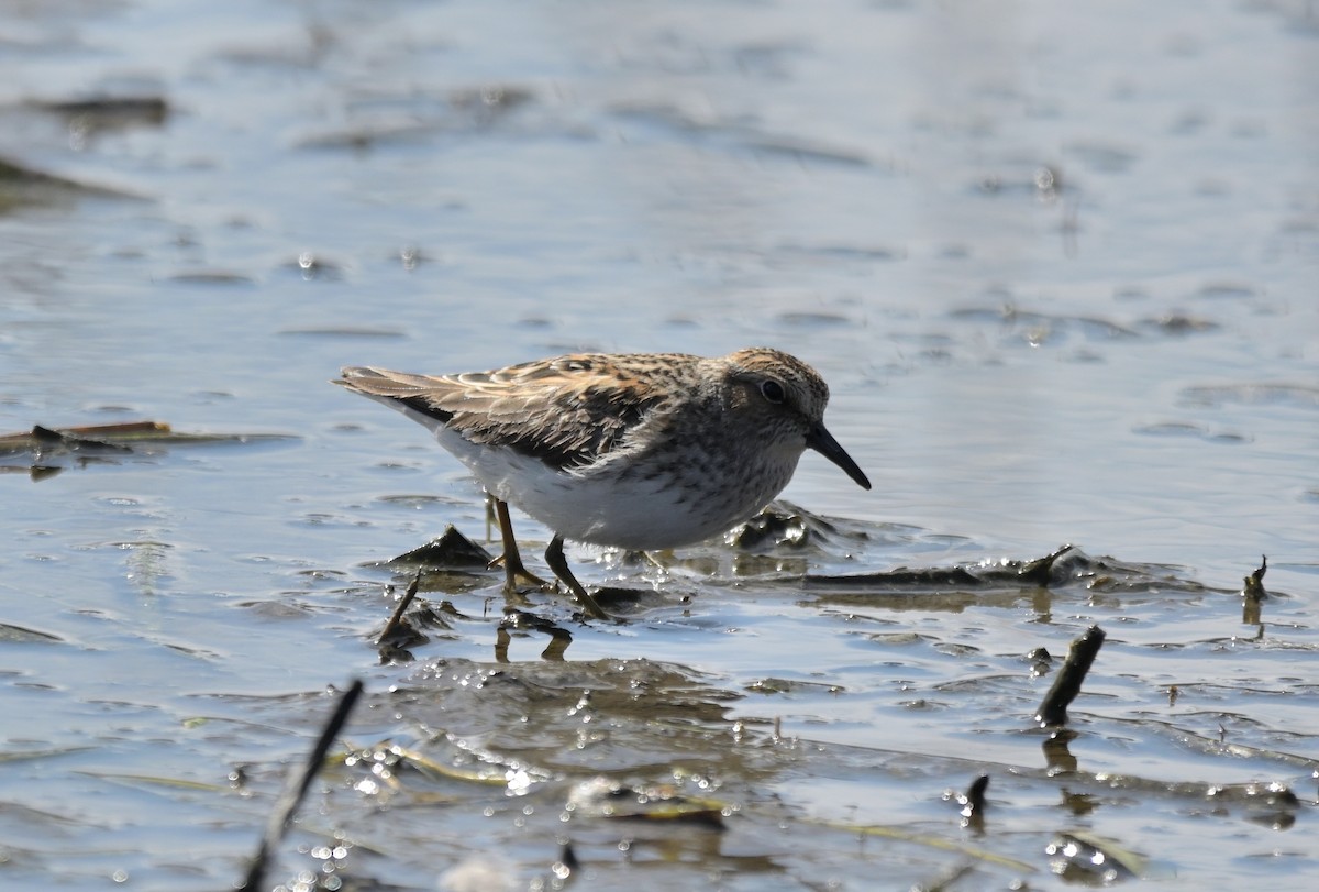 Least Sandpiper - ML634235005