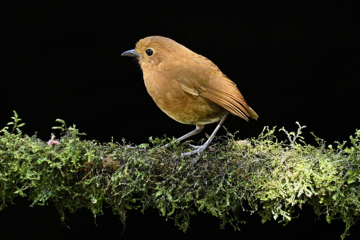 Equatorial Antpitta - ML634235022