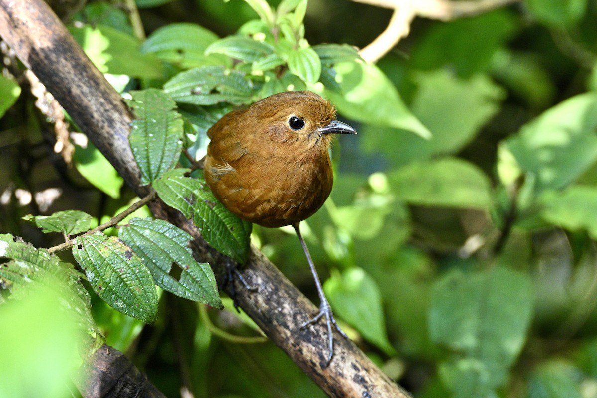 Equatorial Antpitta - ML634235023