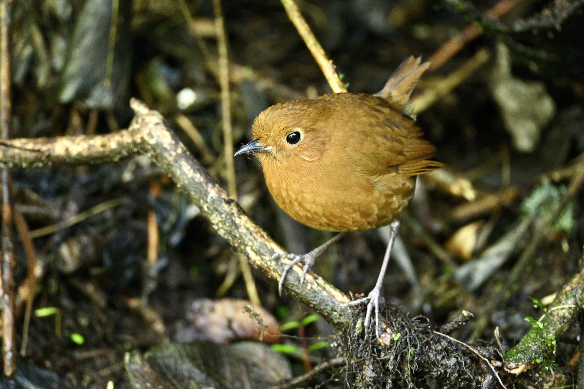 Equatorial Antpitta - ML634235027