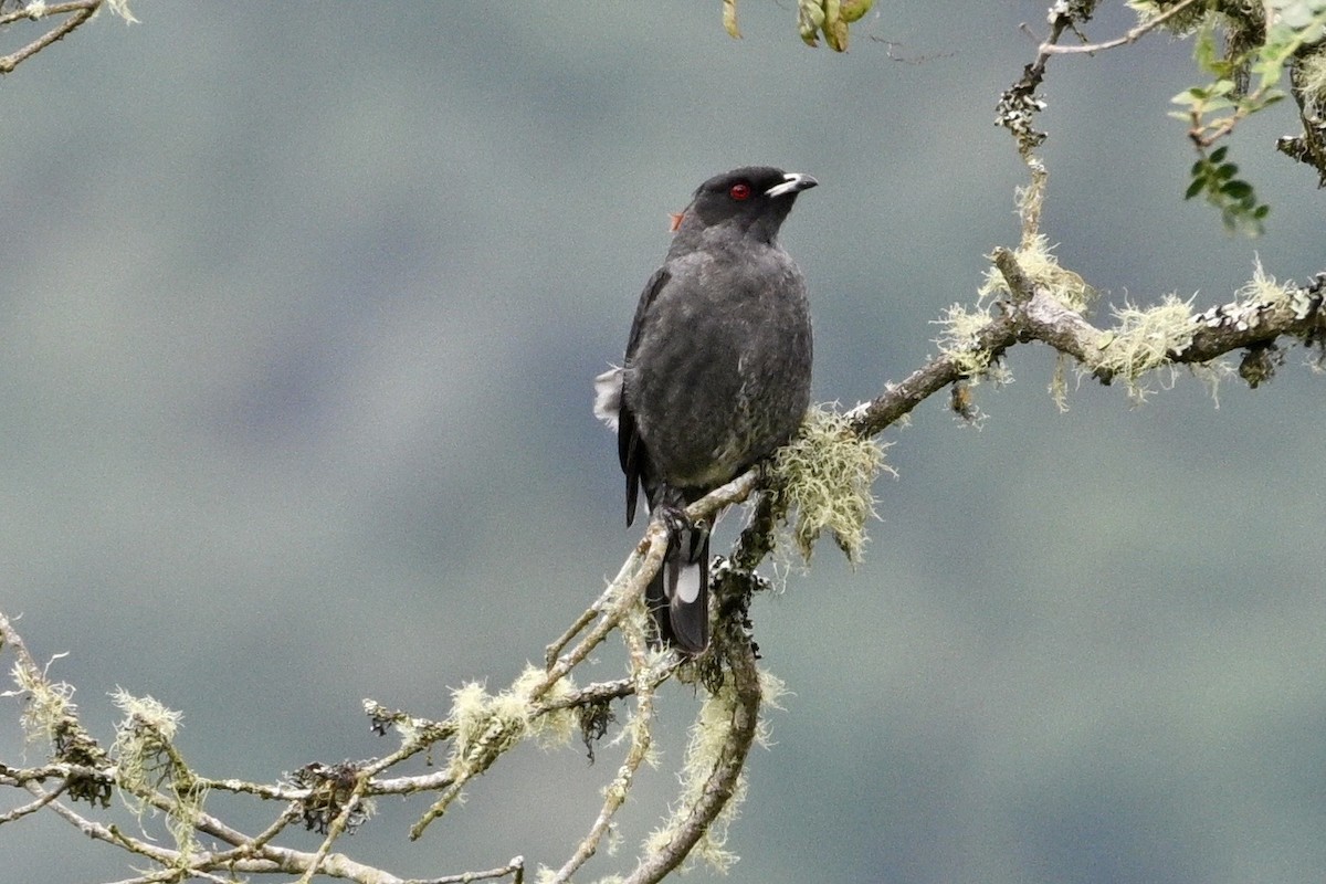 Red-crested Cotinga - ML634235084