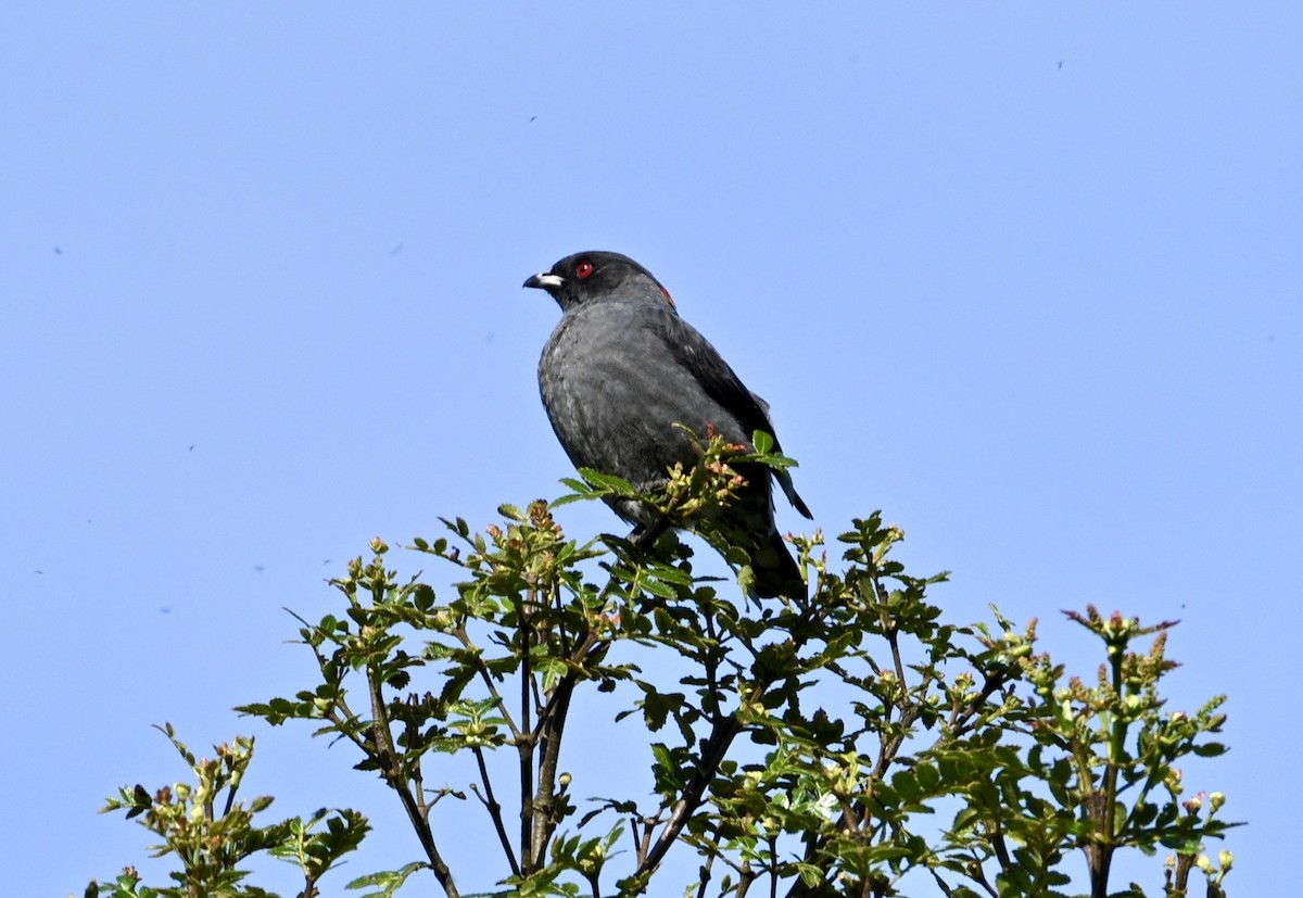 Red-crested Cotinga - ML634235085