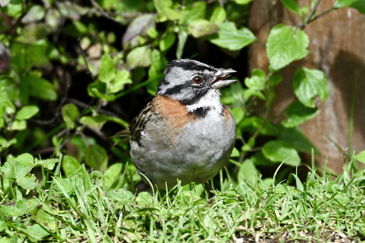 Rufous-collared Sparrow (Rufous-collared) - ML634235153