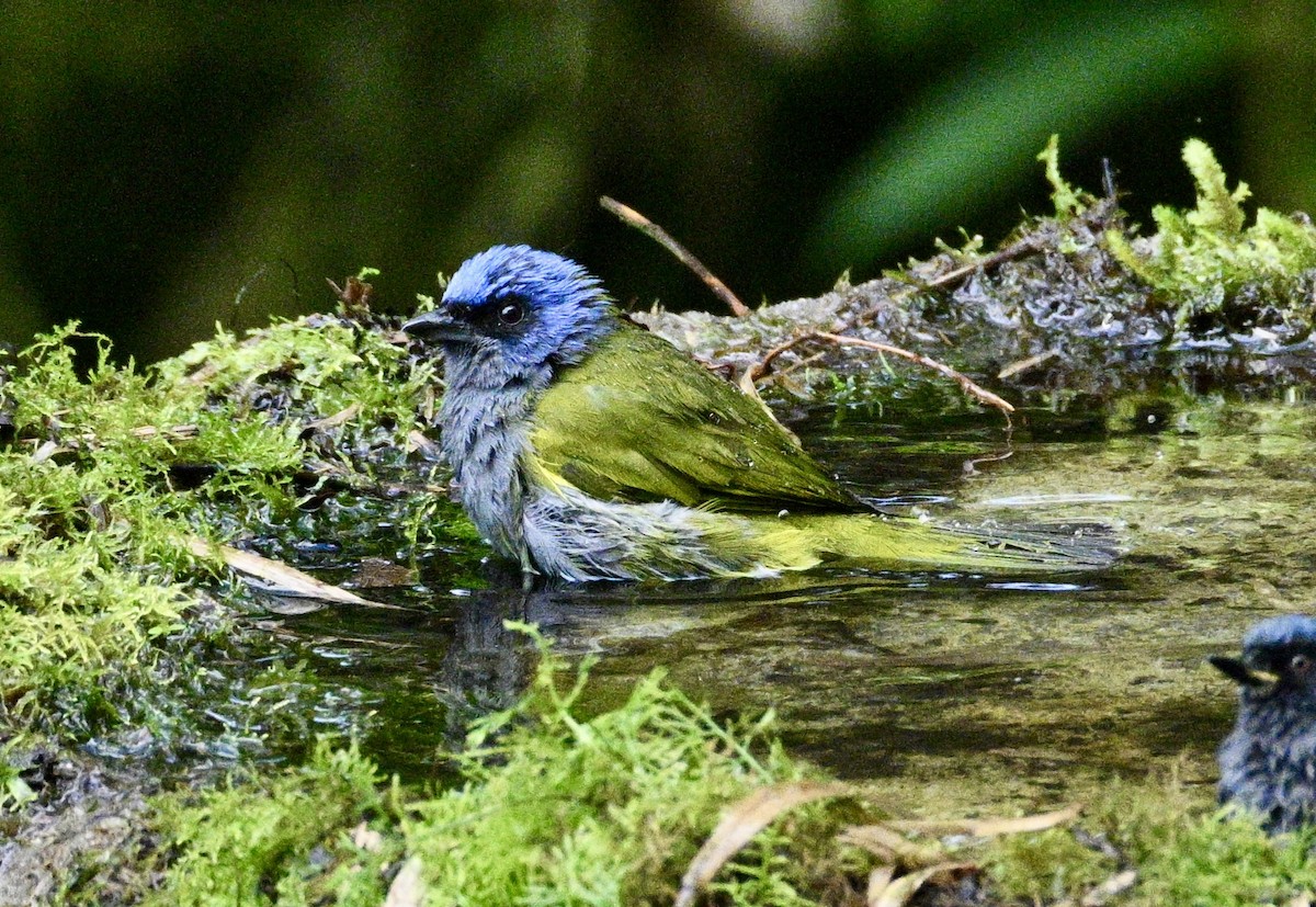 Blue-capped Tanager (Blue-capped) - ML634235286