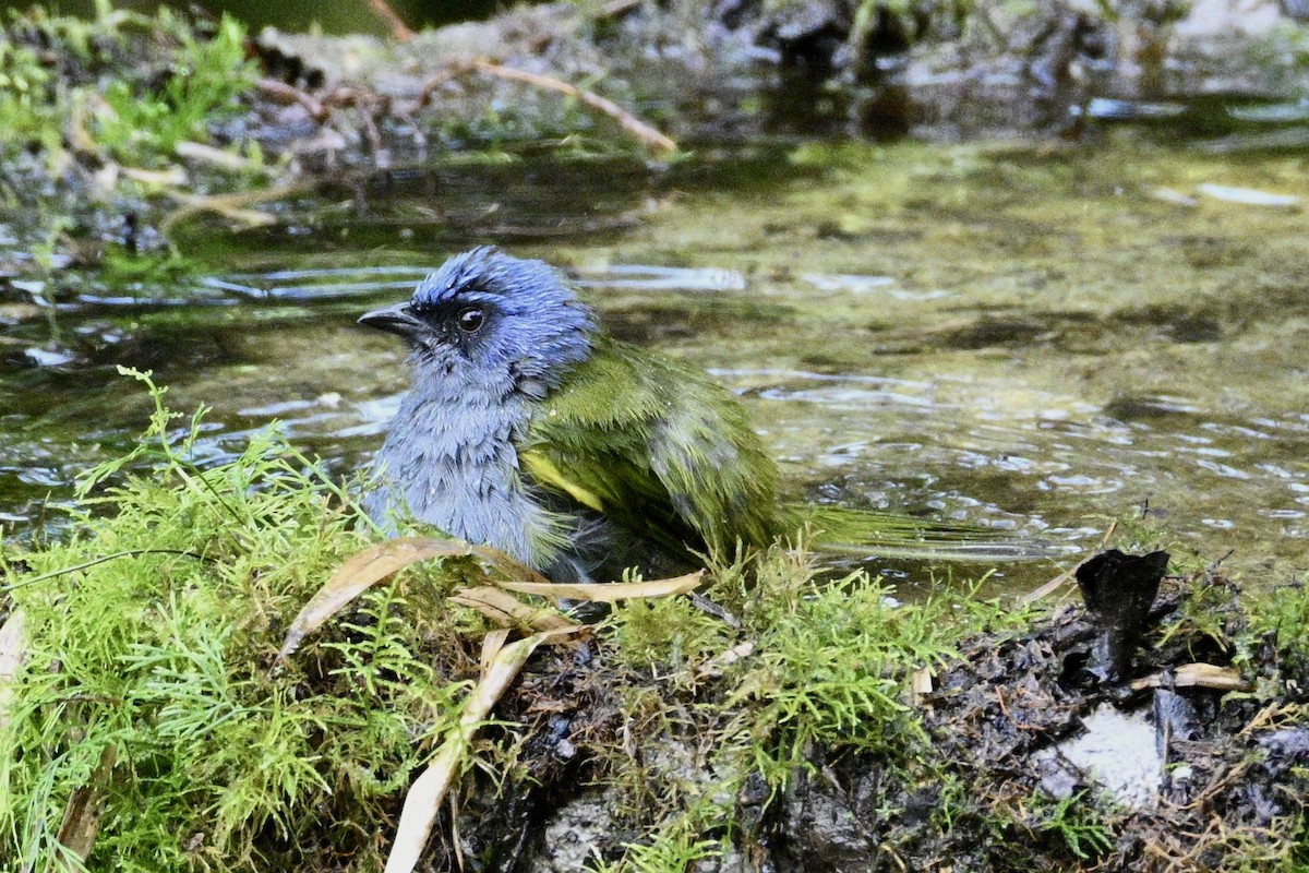 Blue-capped Tanager (Blue-capped) - ML634235287