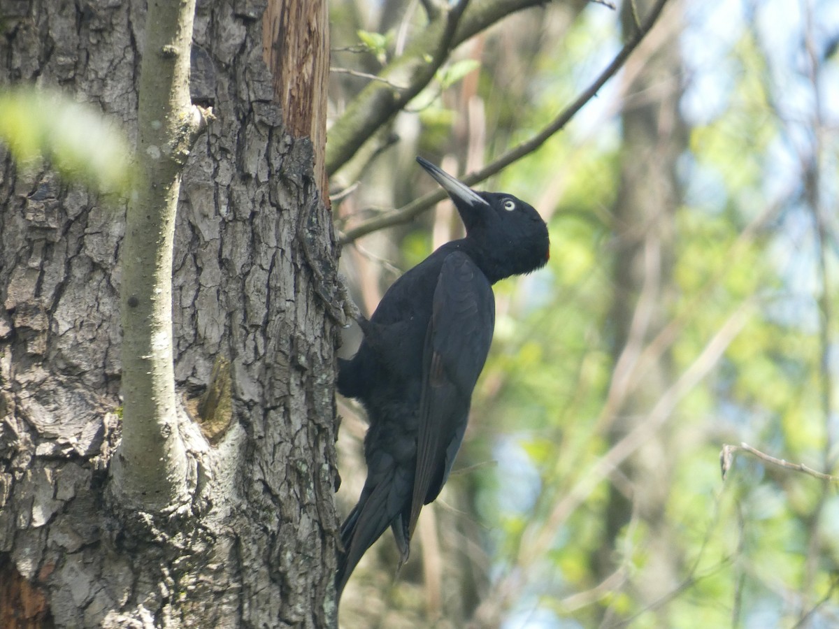 Black Woodpecker - ML634235303