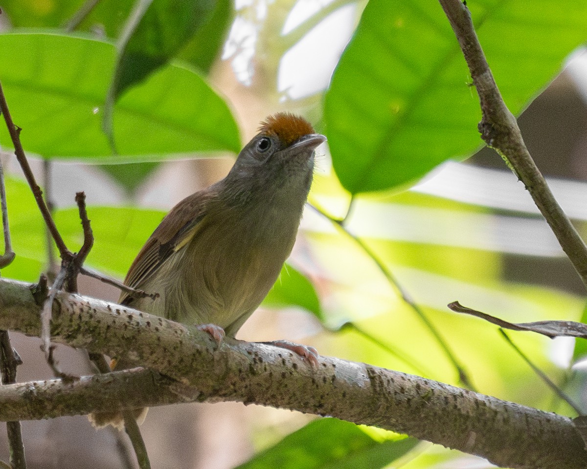 Fuchsscheitelvireo - ML634235334