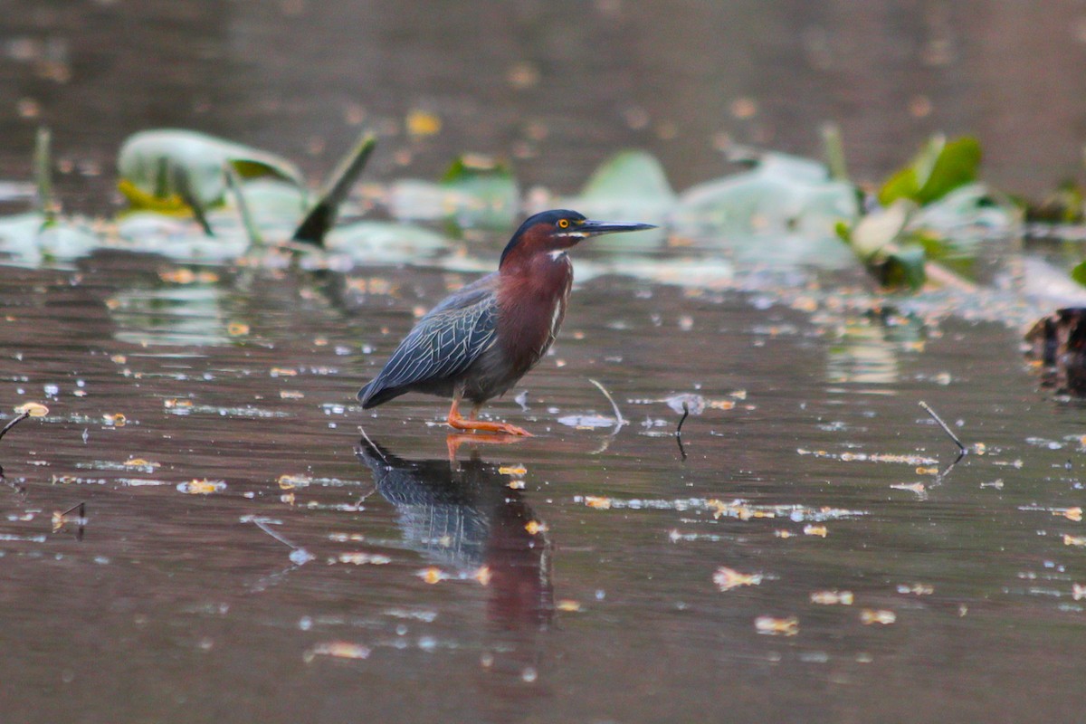Garcilla Verde - ML634235375