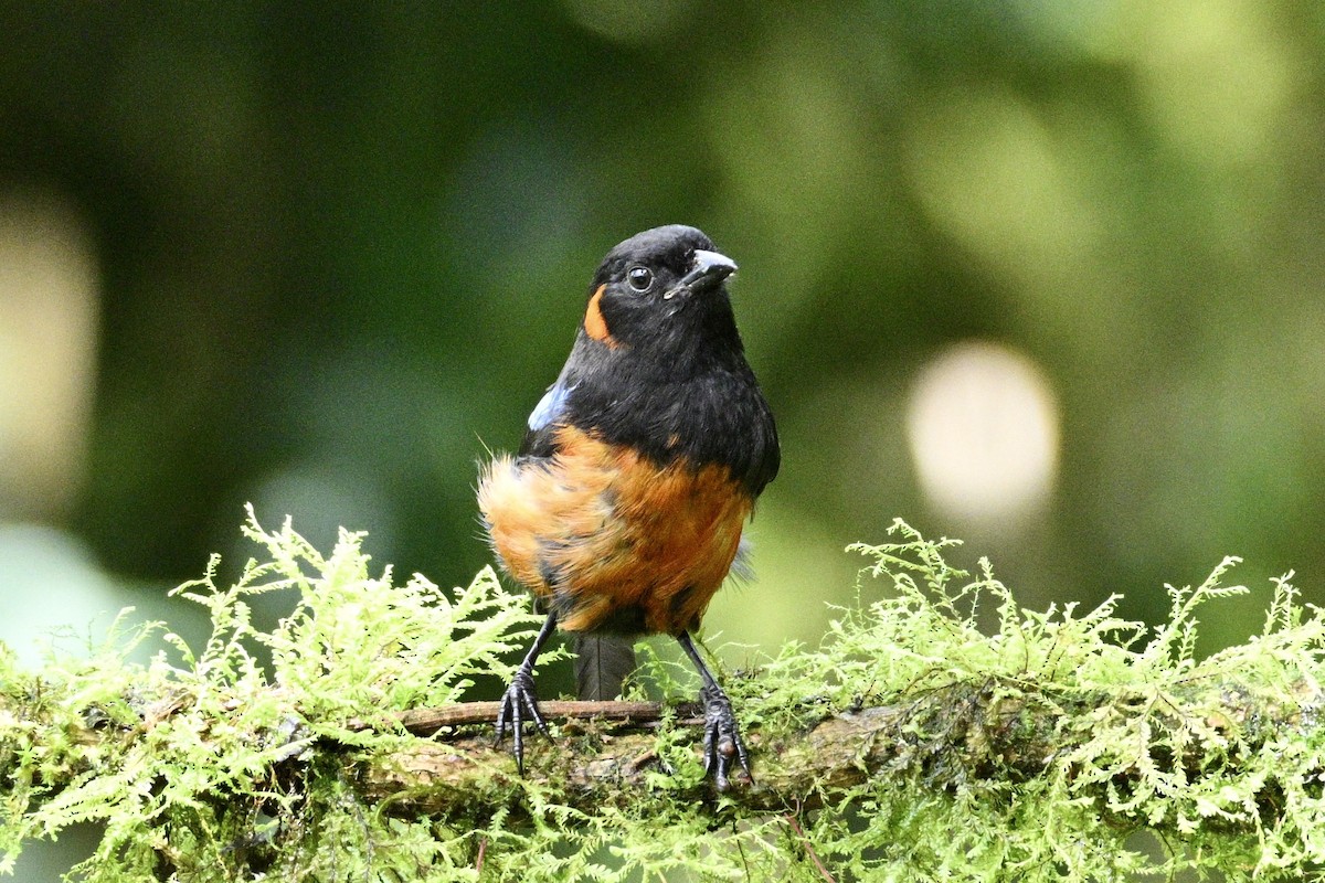 Scarlet-bellied Mountain Tanager (Scarlet-bellied) - ML634235378