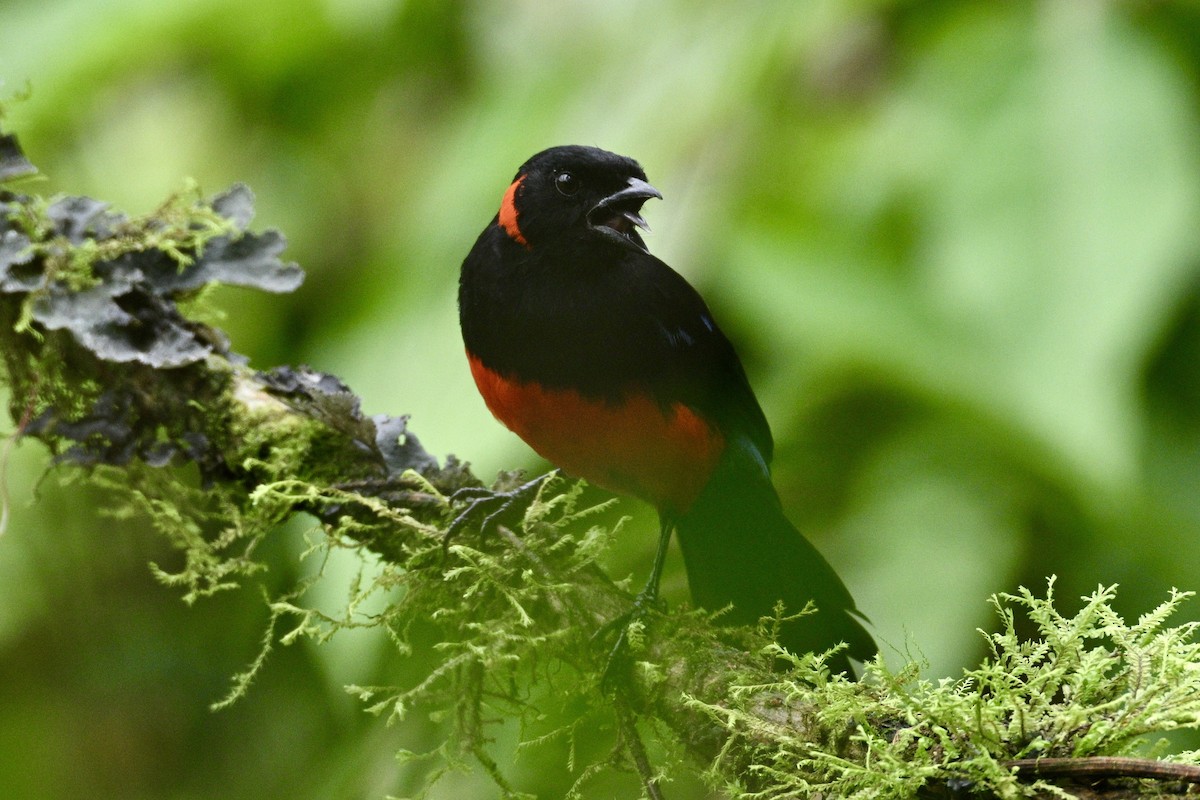 Scarlet-bellied Mountain Tanager (Scarlet-bellied) - ML634235379