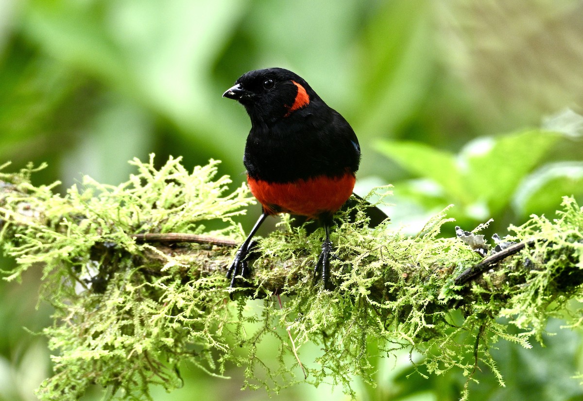 Scarlet-bellied Mountain Tanager (Scarlet-bellied) - ML634235380
