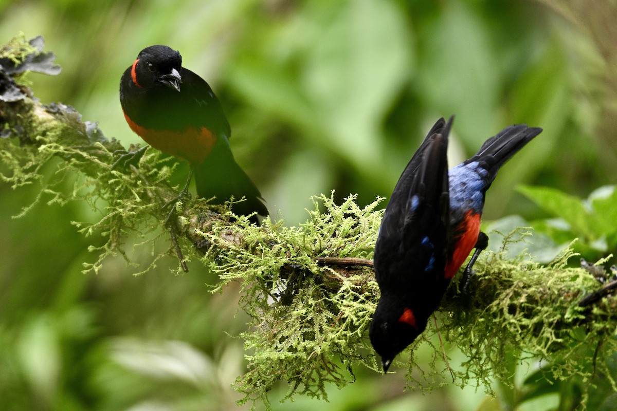 Scarlet-bellied Mountain Tanager (Scarlet-bellied) - ML634235381